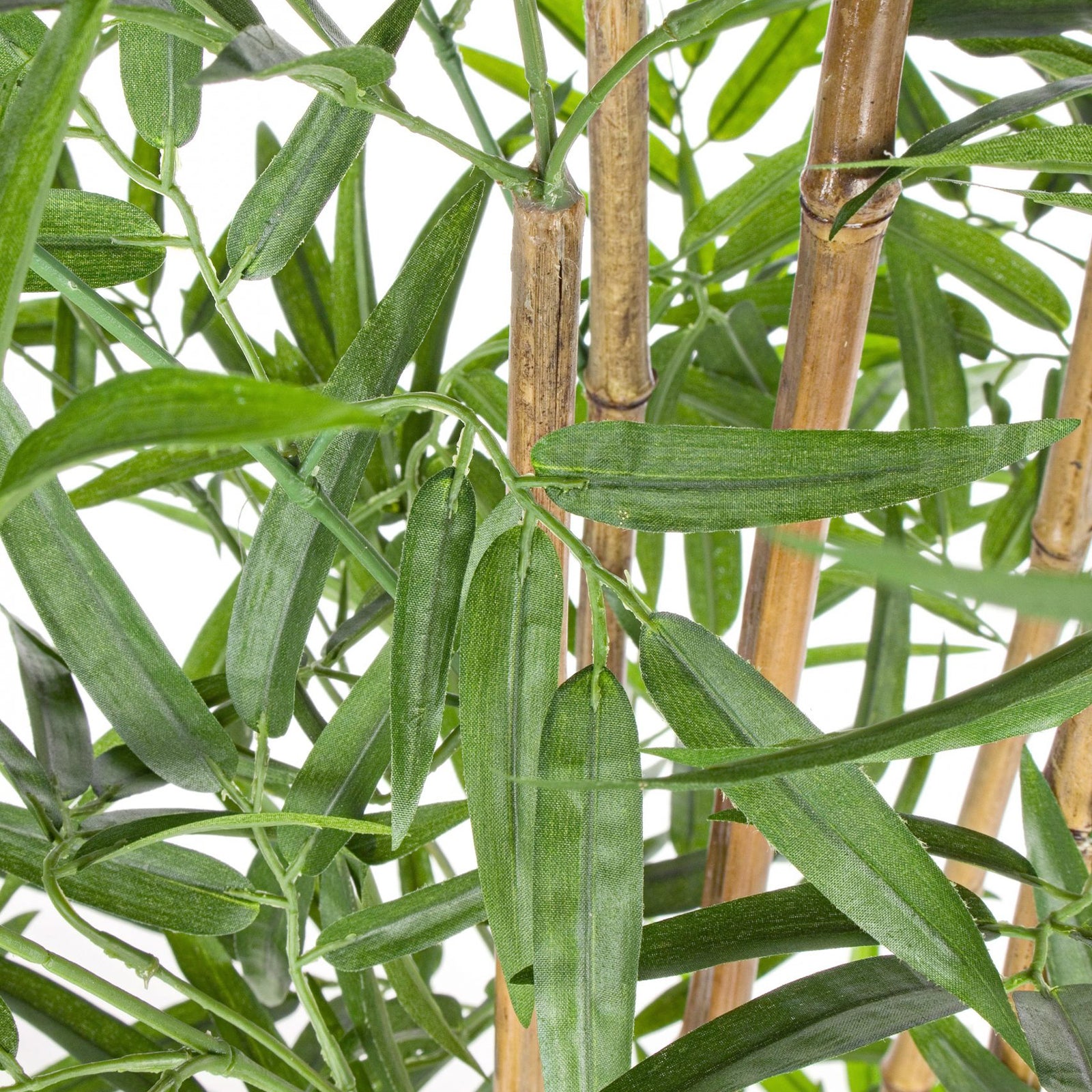 1614892426_PIANTA-BAMBU-2-scaled